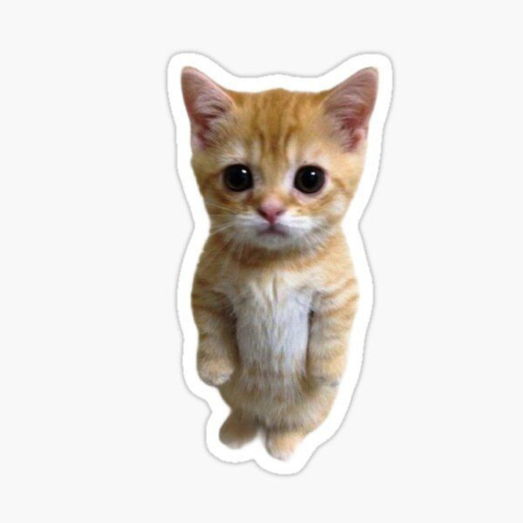 استیکر ضدآب برش خورده طرح بچه گربه ملوس Kitten واقعی