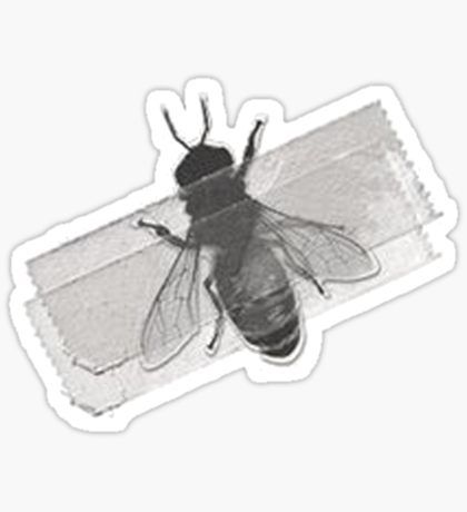 استیکر  مگس چسب خورده