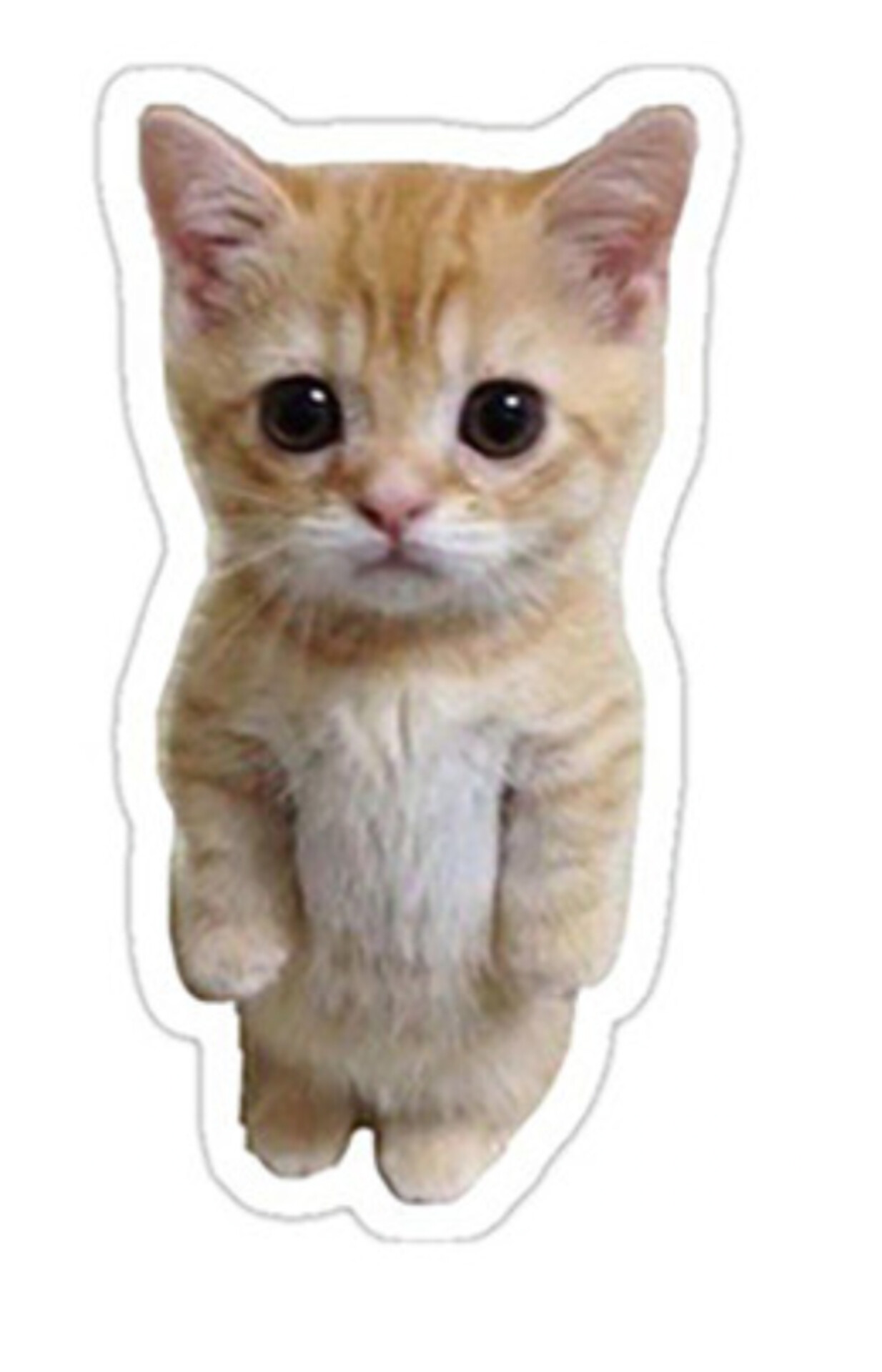 استیکر ضدآب برش خورده طرح بچه گربه ملوس Kitten واقعی